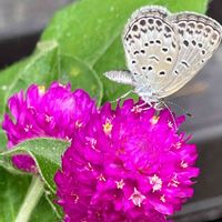 センニチコウ,シジミチョウ,GSの皆さまに感謝♡,コロナおしりペンペン( ･᷄ὢ･᷅ ),コロナに刃を⚔鬼滅党の画像