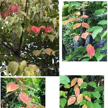 ハナミズキ Greensnap グリーンスナップ