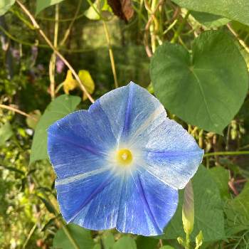 西洋アサガオの画像 by まるこ❤️さん | 小さな庭と西洋アサガオとアサガオと青い花とおうち園芸と水曜日は水色