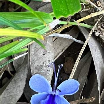 植物himiの画像 by ひみこさん | テラスとクレロデンドルム ブルーウィングとクレロデンドルムと植物himiと青いお花とお花好き