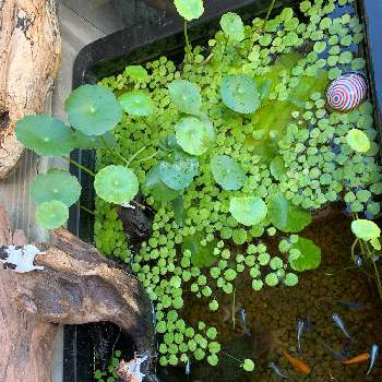 水草とメダカの投稿画像一覧 Greensnap グリーンスナップ