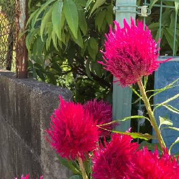 ヒユ科の画像 by manabeさん | お出かけ先とケイトウ（鶏頭）と赤い花とヒユ科とヒユ科ケイトウ属と一年性植物とありがとう♡