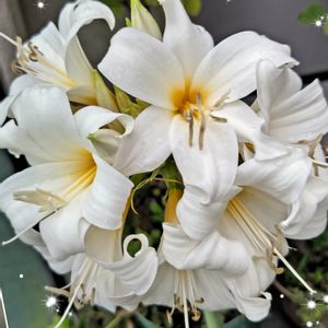 ベランダガーデン,花のある暮らし,植物マニア,花コレクション,純白マニアの画像