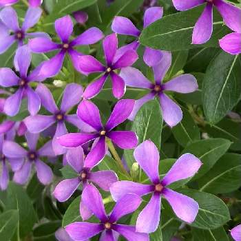 植物himiの画像 by ひみこさん | お出かけ先とニチニチソウ☆と植物himiと 日々草とお花好きと紫の花