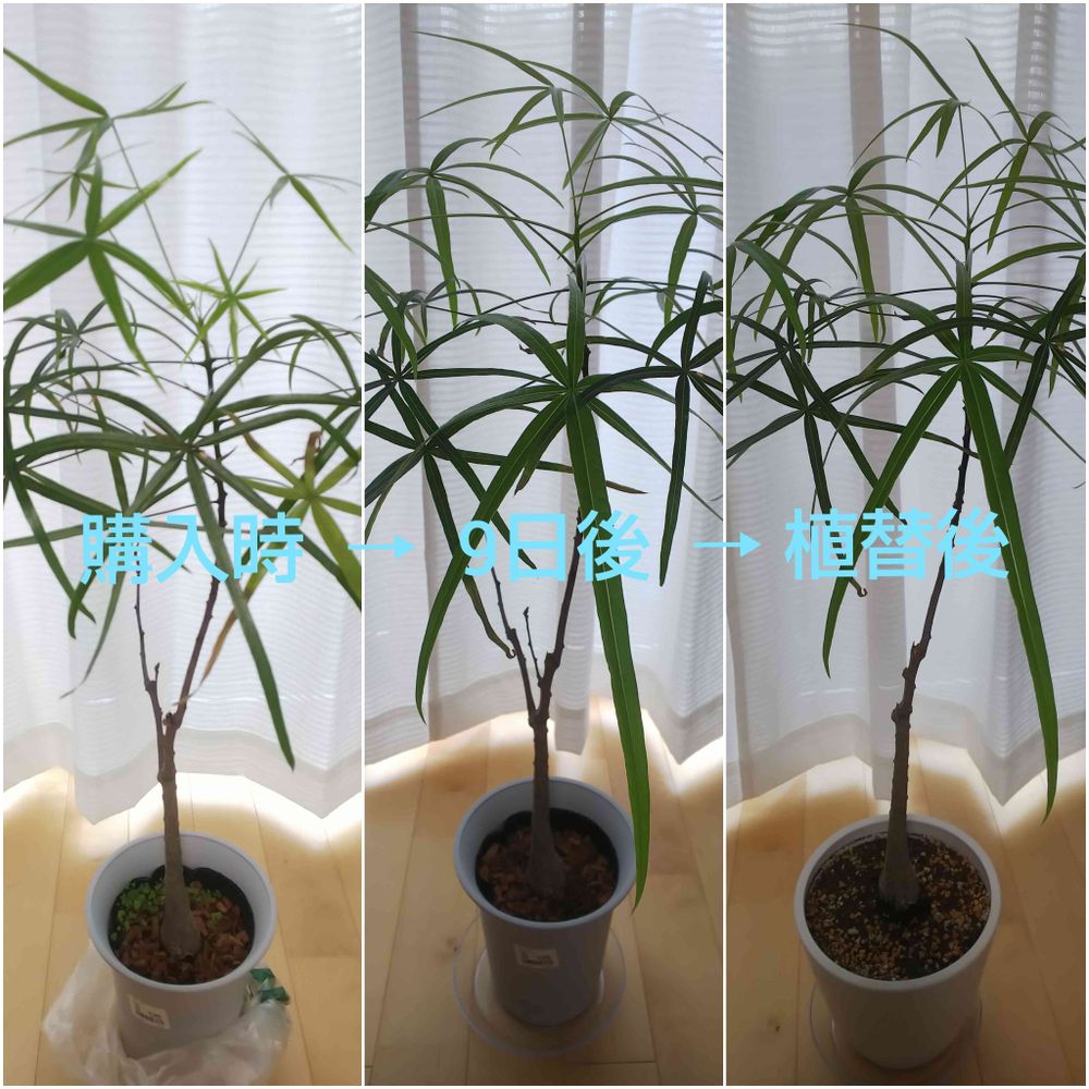 ボトルツリー（ブラキキトン）植え替え｜?GreenSnap（グリーンスナップ）