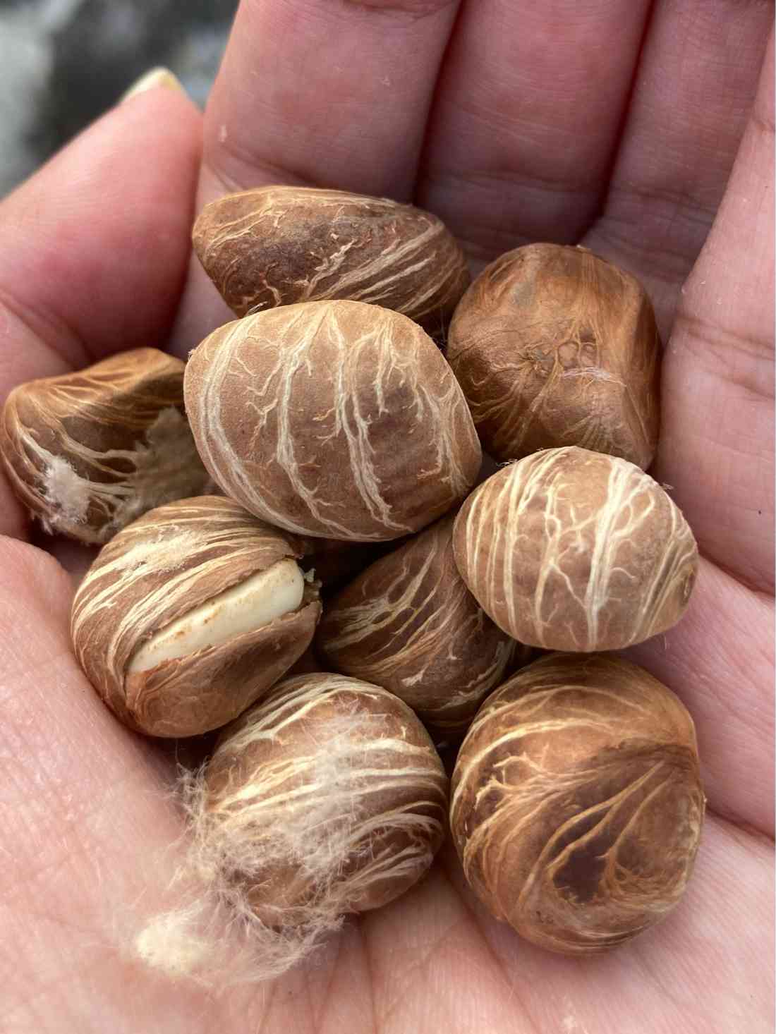 パキラの種の成長日記🌿🫘｜🍀GreenSnap（グリーンスナップ）