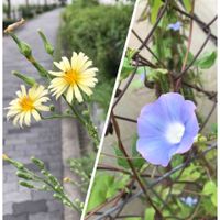 アサガオ,アキノノゲシ,正岡子規の画像
