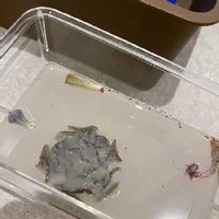 ヨトウムシの駆除 対策 幼虫はどんな姿 コーヒーや木酢液は効く Greensnap グリーンスナップ