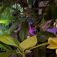 ジャカランダの育て方 鉢植えや地植えの時期 剪定方法は Greensnap グリーンスナップ