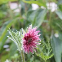 オキナグサ,翁草(オキナグサ),ピンクの花,暑い夏,夏に負けないの画像