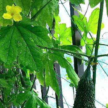 ゴーヤ,愛知県,スマホ撮影,植物のある暮らし,プランター野菜の画像