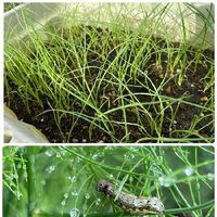 ヨトウムシの駆除 対策 幼虫はどんな姿 コーヒーや木酢液は効く Greensnap グリーンスナップ