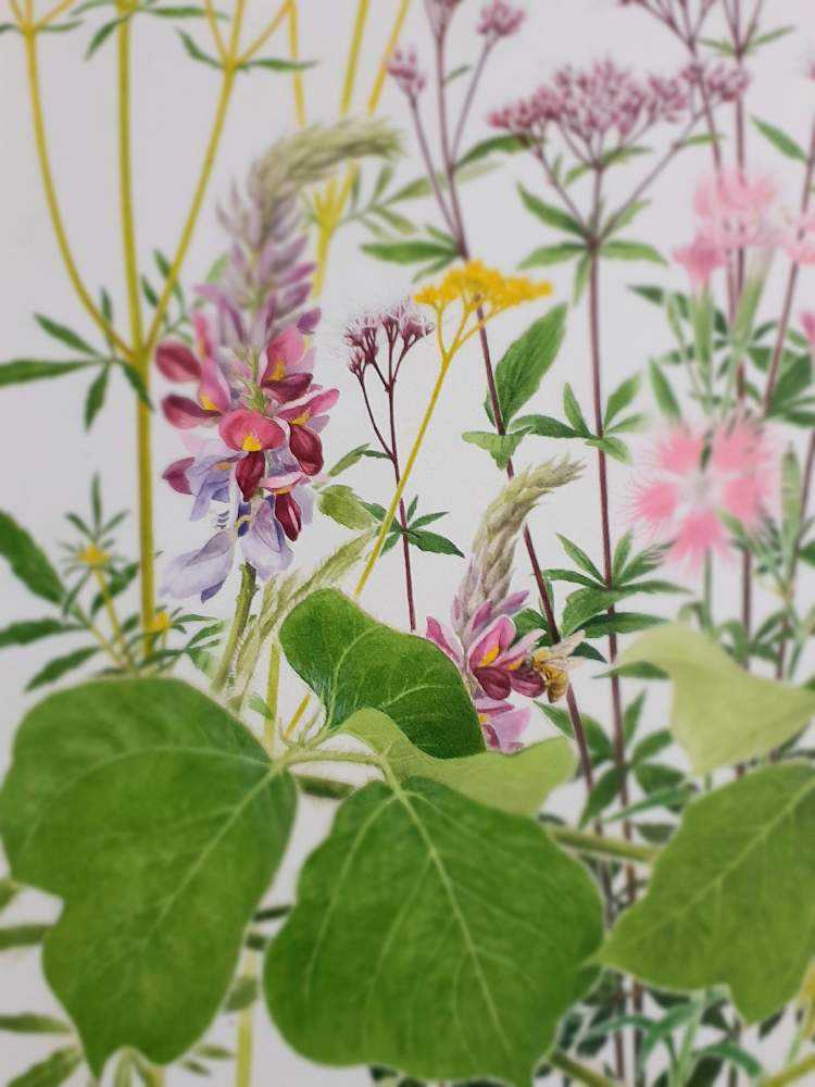 秋の七草をボタニカルアートで｜🍀GreenSnap（グリーンスナップ）