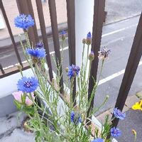 ヤグルマギク,矢車菊,お花,青い花,ワイルドフラワーの画像