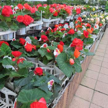 サカタのタネガーデンセンター横浜の投稿画像一覧 Greensnap グリーンスナップ