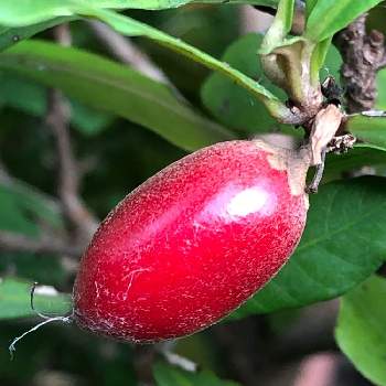 ミラクルフルーツの育て方｜苗の植え付け方や置き場所は ...