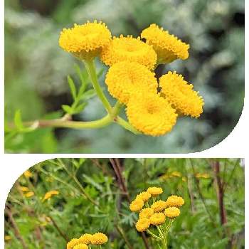 タンジーの一覧 Greensnap グリーンスナップ