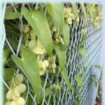 自然薯の枯れた雌の花鞘の一覧 Greensnap グリーンスナップ