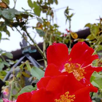 赤い薔薇♡の画像 by Chieko☆さん | 綺麗な色♡と赤い薔薇♡とフォースオブジュライと個性的な薔薇