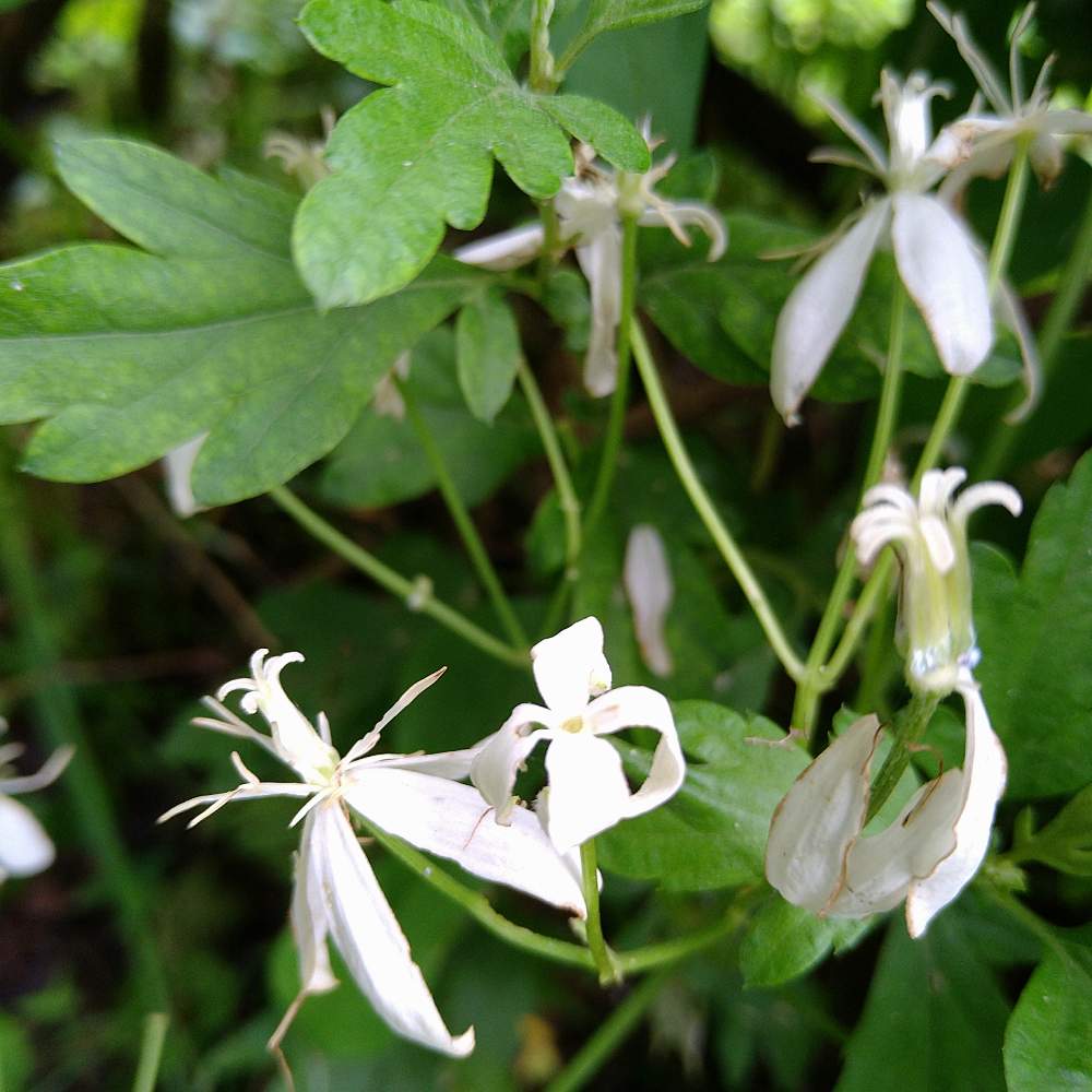 センニンソウ ボタンヅルの花後は Greensnap グリーンスナップ