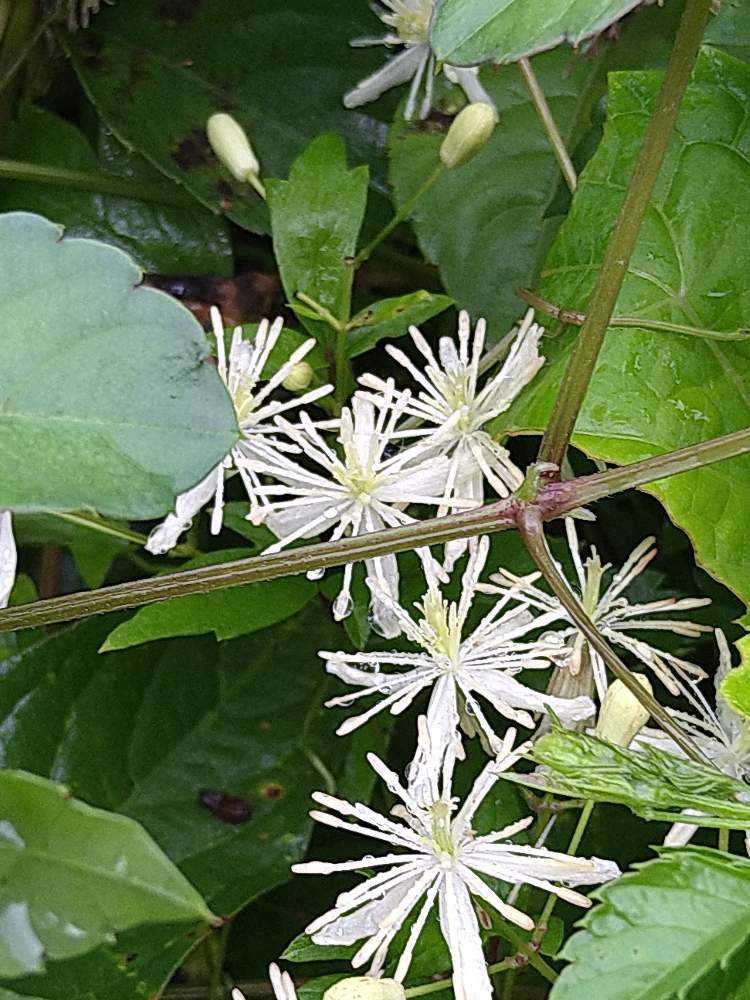 センニンソウ ボタンヅルの花後は Greensnap グリーンスナップ