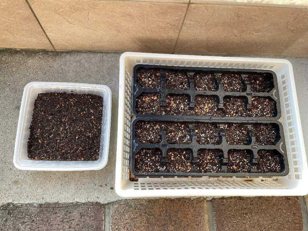 ニーレンベルギアとヘリクリサム(帝王貝細工)の種まき