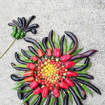 スイスチャード,カインズ,イタリア野菜モニターの画像