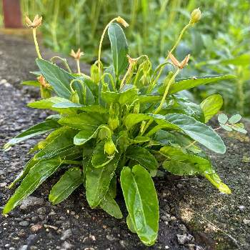 スミレ閉鎖花の一覧 Greensnap グリーンスナップ