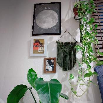 オーガスタ,ポトス,観葉植物,手作り雑貨,マクラメタペストリーの画像