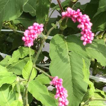 街路樹の植え込みの投稿画像一覧 Greensnap グリーンスナップ