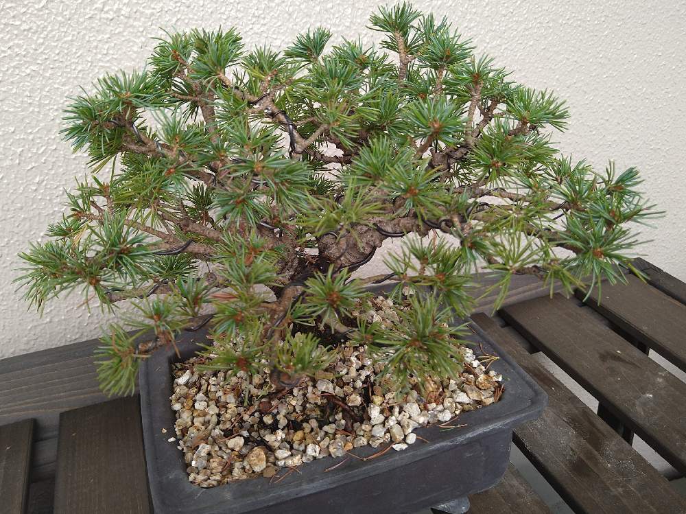 バルコニー ベランダの投稿画像 By ポニョさん 盆栽と剪定と針金かけと盆栽と剪定と針金かけ 22月9月10日 Greensnap グリーンスナップ Greensnap グリーンスナップ