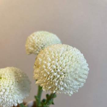 ポンポン菊の投稿画像一覧 Greensnap グリーンスナップ ポンポン菊の投稿画像一覧 Greensnap グリーンスナップ