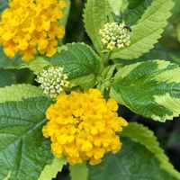 ランタナ,班入りランタナ,ビタミンカラー,GSの皆さまに感謝♡,幸せの黄色いお花の画像