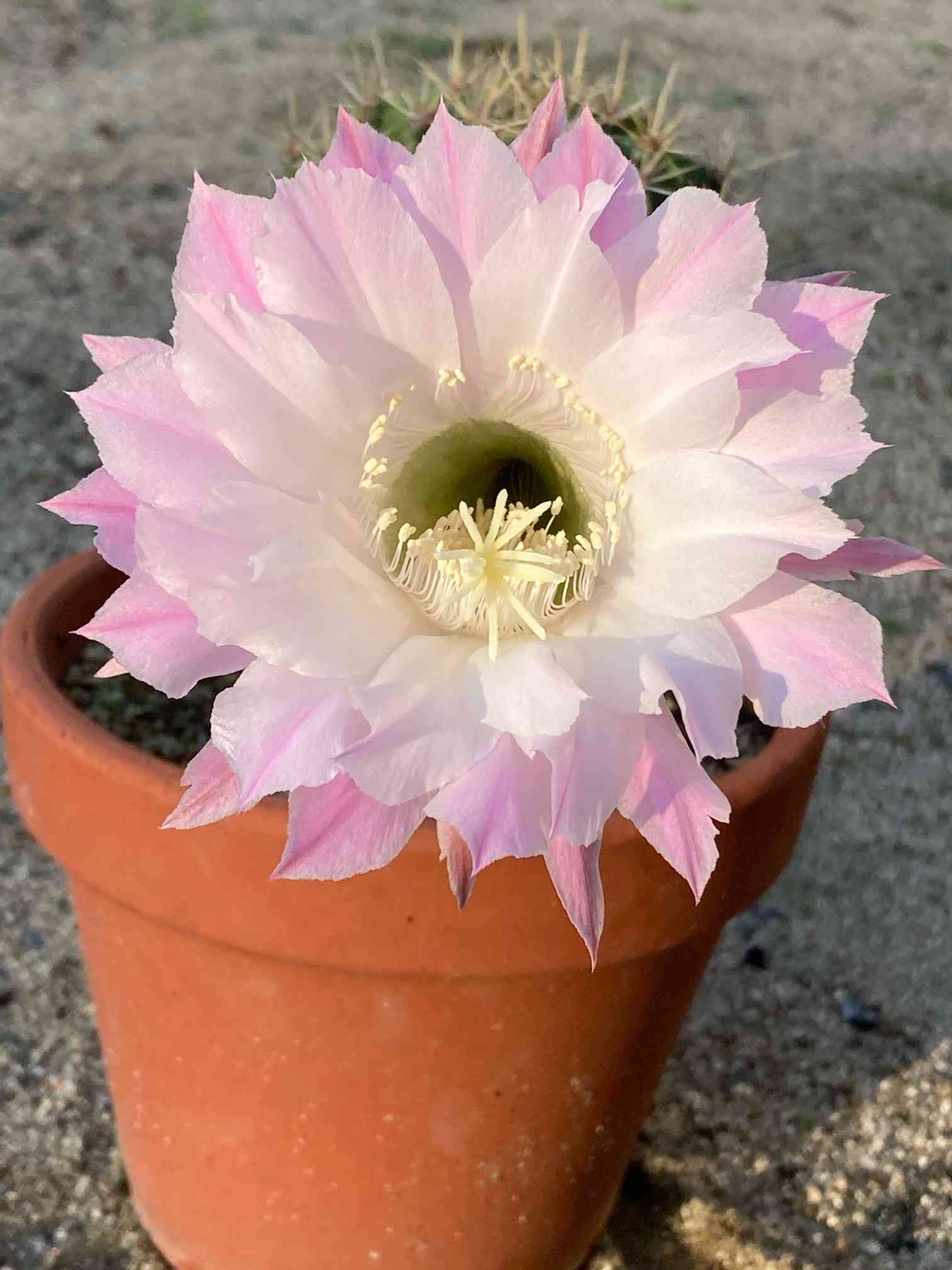 エキノプシス・オキシゴナ（旺盛丸）の一覧｜🍀GreenSnap（グリーン