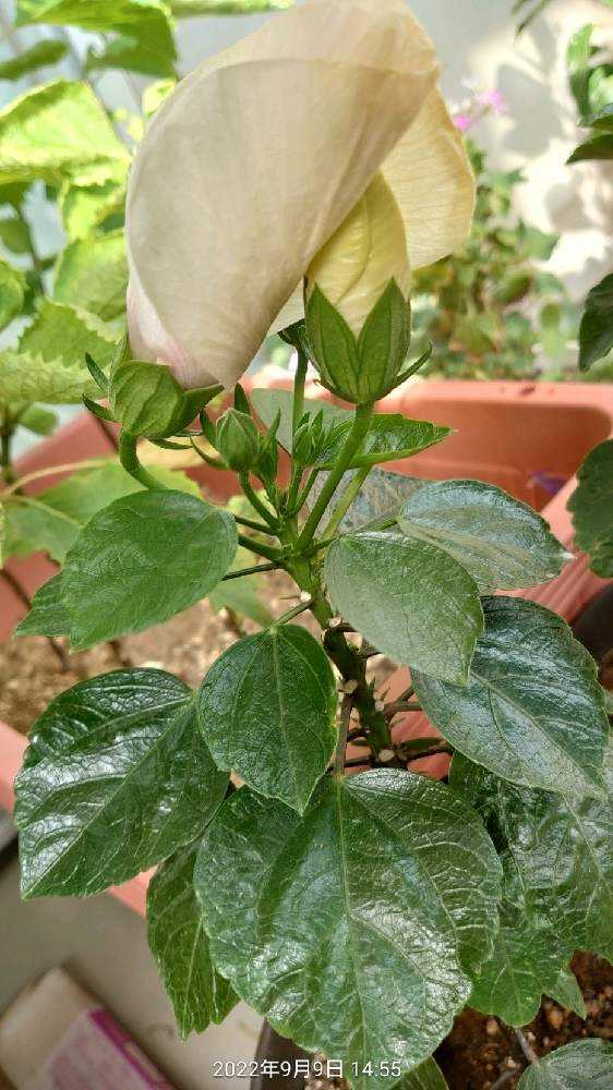 ハイビスカスアドニスホワイト🤍｜🍀GreenSnap（グリーンスナップ）