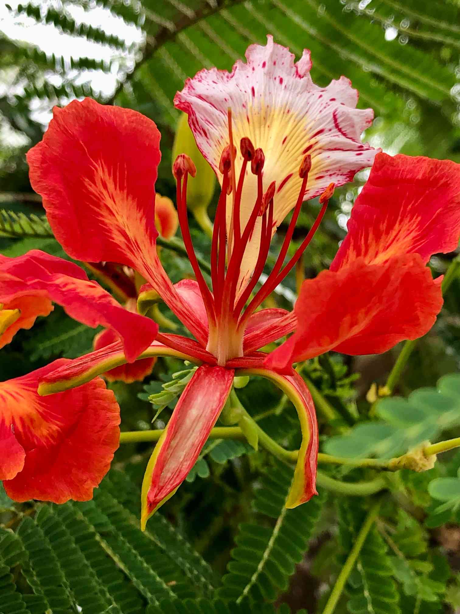 ホウオウボク （鳳凰木）の一覧｜🍀GreenSnap（グリーンスナップ）