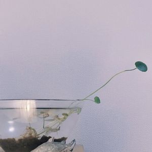 ウォーターマッシュルーム,リビング,水生植物,メダカ,水生植物ウォーターマッシュルームの画像