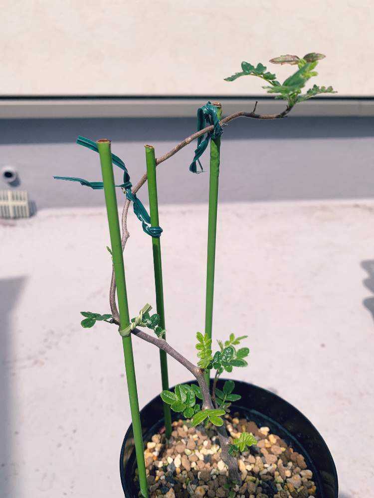 コミフォラモンストローサ commiphora monstrosa｜🍀GreenSnap