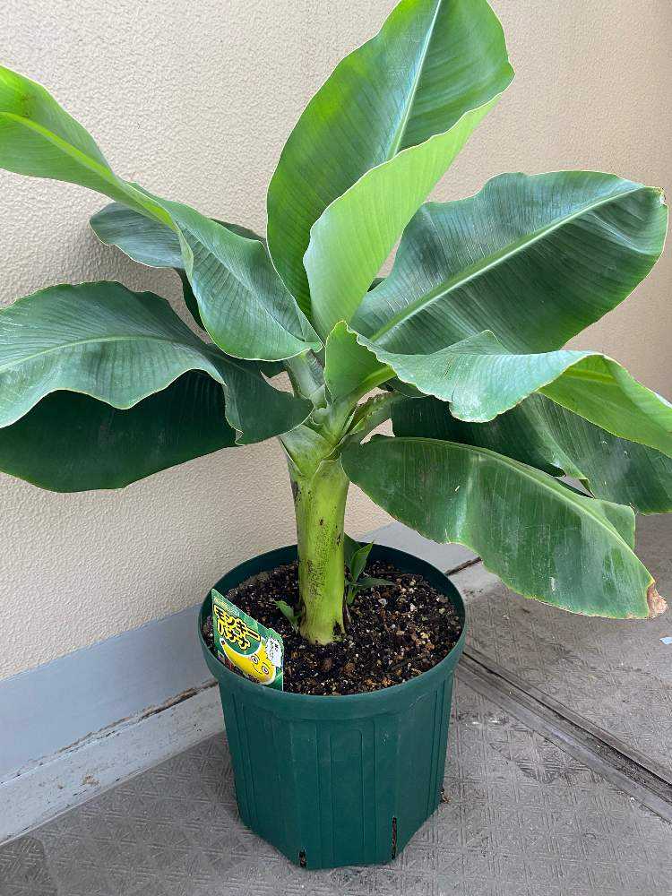 ドワーフモンキーバナナの成長記録｜🍀GreenSnap（グリーンスナップ）