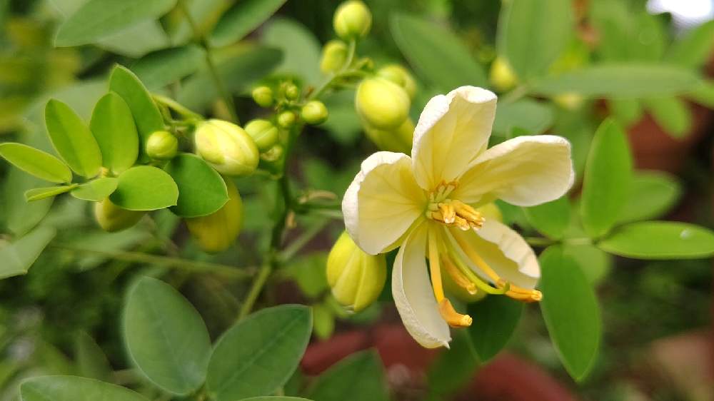 カッシア アンデスの乙女 Greensnap グリーンスナップ