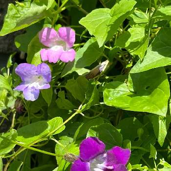北島園芸の画像 by しぶちゃんさん | アプローチとアサリナと薄紫色の花とネコ好きと蔓性植物と紫色の花と北島園芸とピンクのお花と花のある暮らし