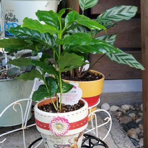 100均観葉植物,GSに感謝。,医療従事者さんに感謝,小さな庭の画像