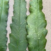 クジャクサボテンの育て方 植え替え時期や方法は 剪定は必要 Greensnap グリーンスナップ
