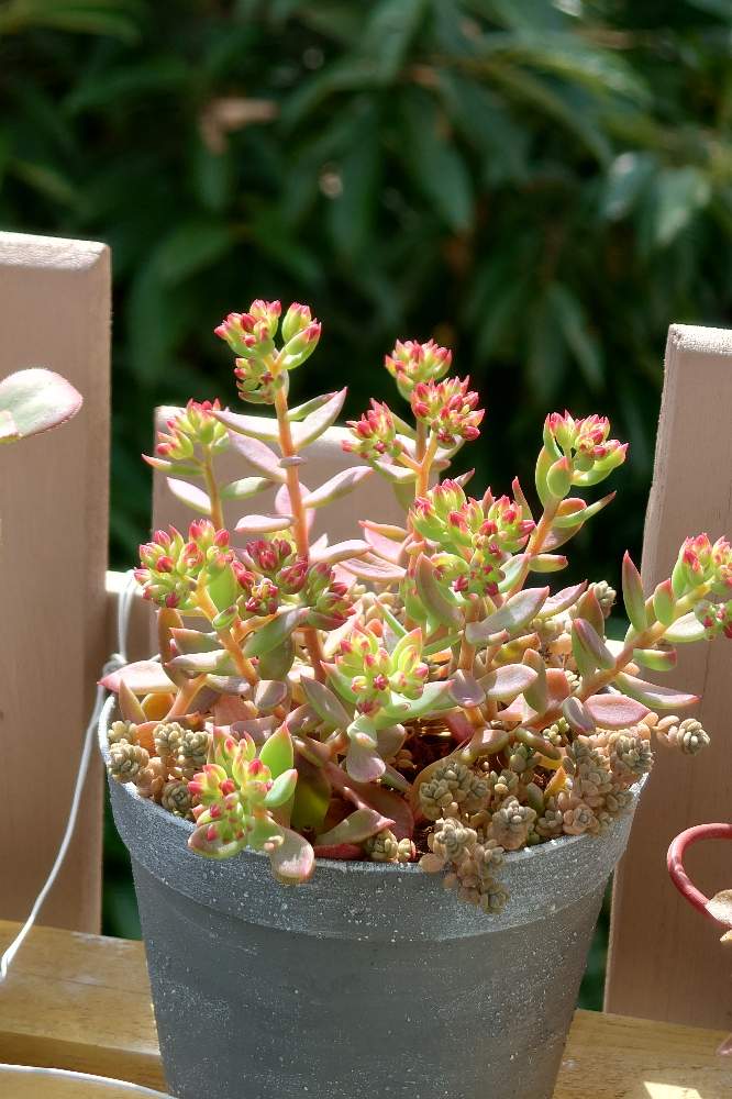 インディカの投稿画像 By サトメさん バルコニー ベランダと多肉植物と季節を楽しむと多肉女子と紅葉多肉と植物女子と多肉植物と季節を楽しむと多肉女子 と紅葉多肉と植物女子 22月9月11日 Greensnap グリーンスナップ Greensnap グリーンスナップ