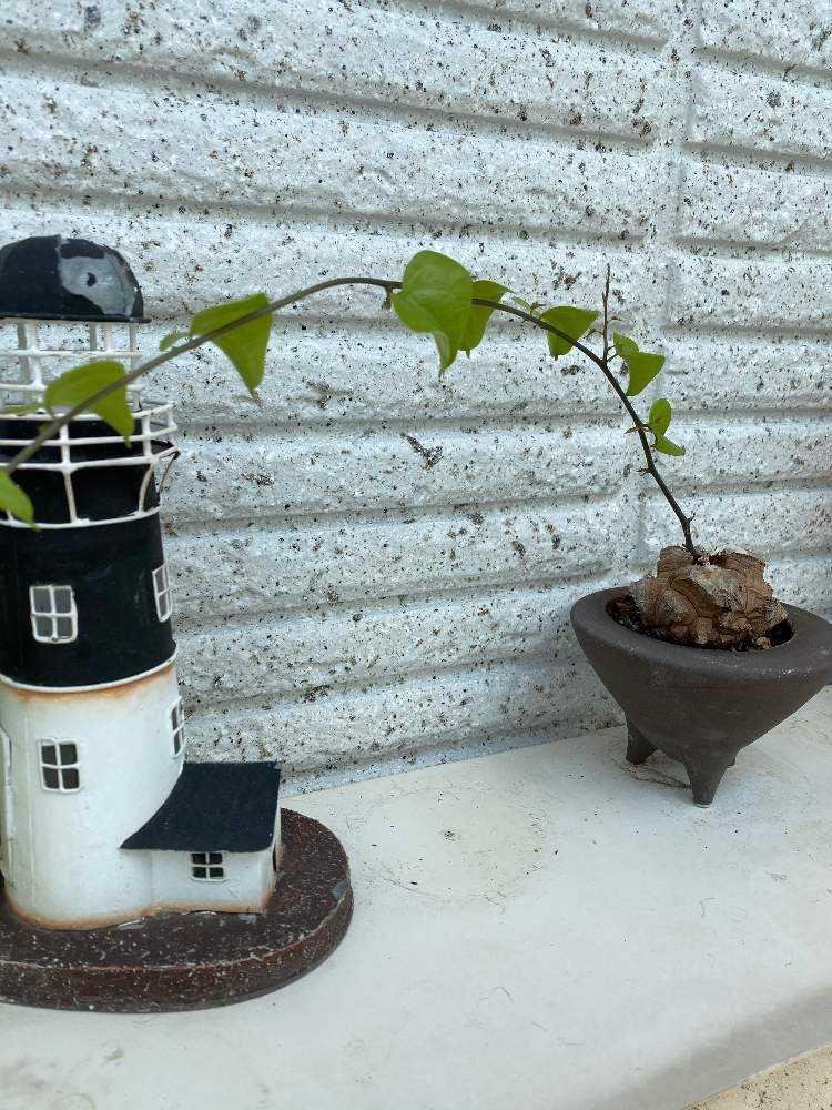 亀甲竜の成長 2018年4月〜｜🍀GreenSnap（グリーンスナップ）