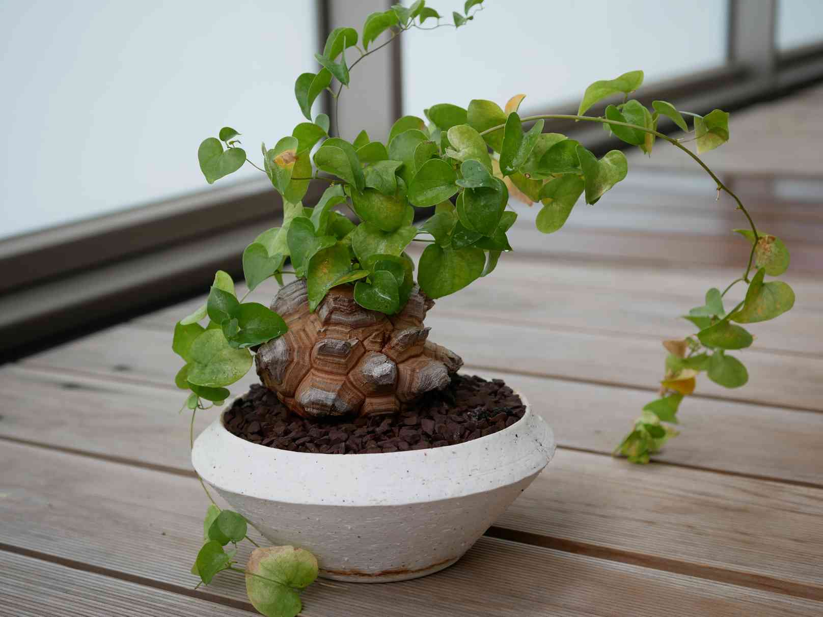 亀甲竜の成長 2018年4月〜｜🍀GreenSnap（グリーンスナップ）