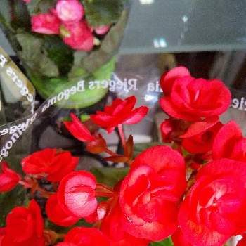 南米原産の一覧 Greensnap グリーンスナップ