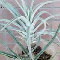 100均エアプランツ,チランジア・ハリシー,チランジア属,エアープランツ/チランジア,ダイソーエアープランツの画像