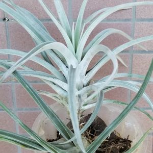 100均エアプランツ,チランジア・ハリシー,チランジア属,エアープランツ/チランジア,ダイソーエアープランツの画像