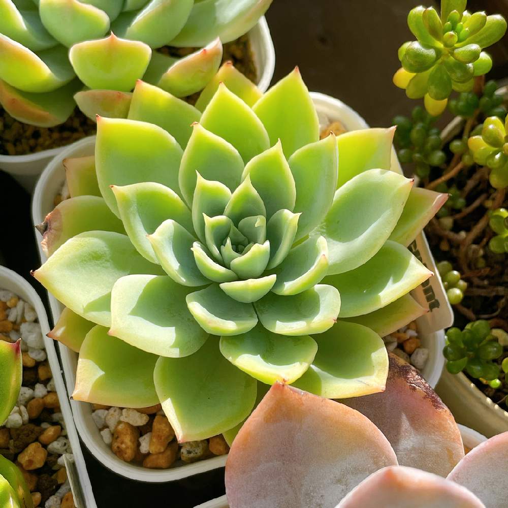 パンジーの投稿画像 By Cocotto77さん バルコニー ベランダと多肉植物とベランダ多肉 とノンフィルターとエケベリア属とみどりに癒されると成長記録とcocotto77 パンジー成長記録と多肉植物とベランダ多肉とノンフィルターとエケベリア属とみどりに癒されると成長記録と